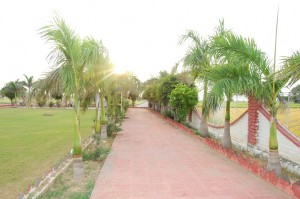 sirsa7